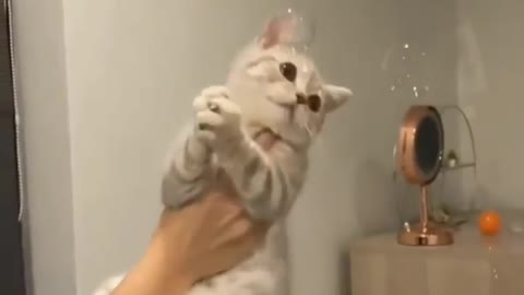 Cute cat moment | cute animals video 2022