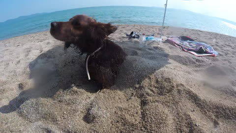 Dog loves the sandy beach