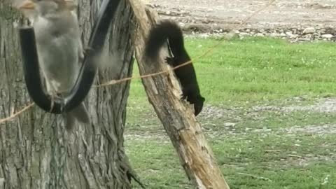 Dancing Squirrel