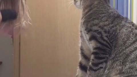Cute Tabby Cat Mimics Owner Brushing Her Hair