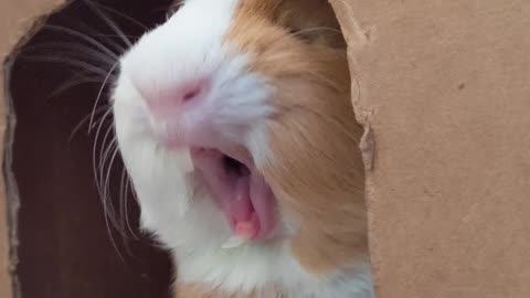 Cute pet yawning 4K HD 🥰😍