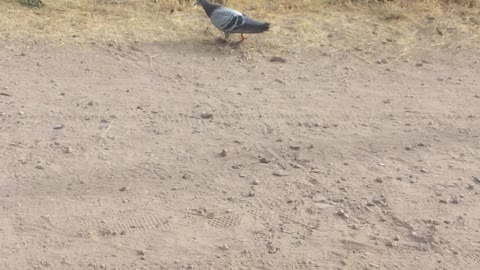 Cute pigeon relaxing