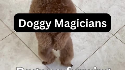 Doggie magicians