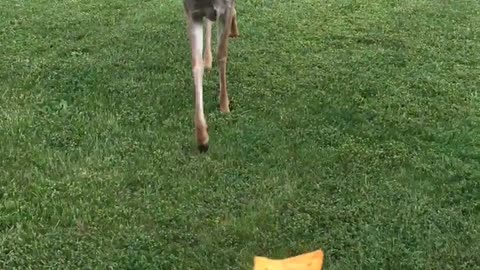 Man Shares Cheez-It With Deer