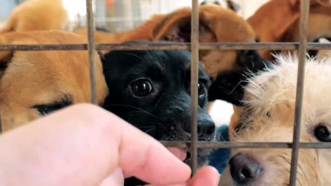 male hand petting caged stray dogs in pet shelter. People, Animals