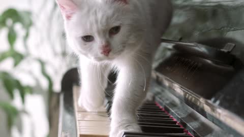A Cat Walking Over The Piano Keyboard