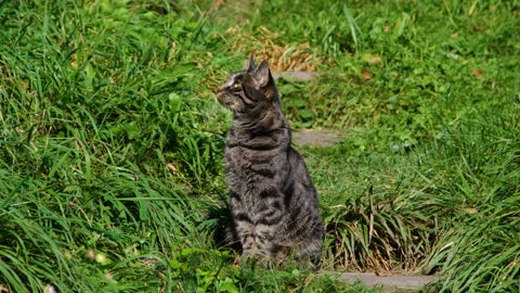 Kucing hutan