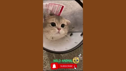 Funny Videos About Dogs and Cats Cute Moments Of Dogs And Cats