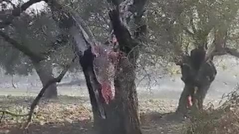 Questa è l'isola di Rodi, non c'è alcun incendio o focolaio tutt'intorno.