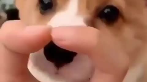 Most funny Cute Dog moments 😍