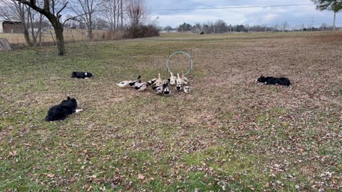 Border Collies Work Together To Herd Ducks