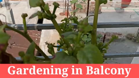 Gardening in Balcony | Produce Good Item of Gardening | Best Gardening Tips | Best Gardening Tricks