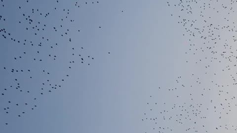 Starling murmuration