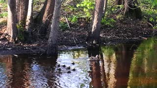 A bunch of newly born ducks following their mum