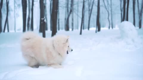 cute healthy and cheerful dog playing in the snow