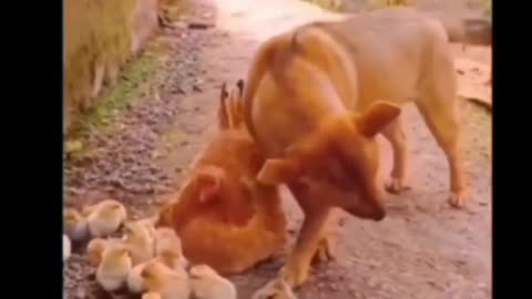 Dog and Hen funny video 🔥 #dog #Trend #shorts