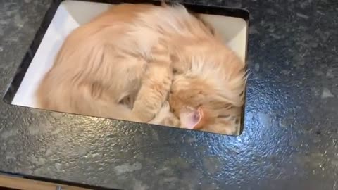 Cute & Funny cat he sleeps in the kitchen sink. Sink time. 💤