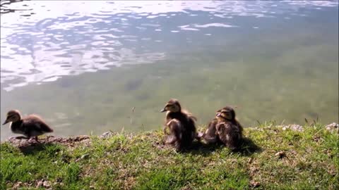 Ducks Babies