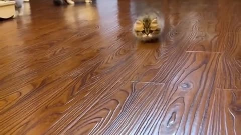 Cute Funny Cat Video