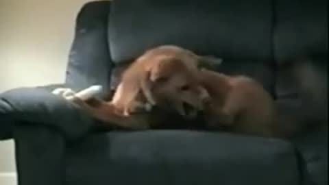 Dog thinks his leg want to steal his bone