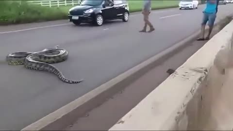 Annaconda viral videos