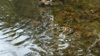 Ducks from Descanso Gardens