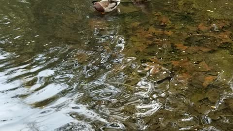 Ducks from Descanso Gardens