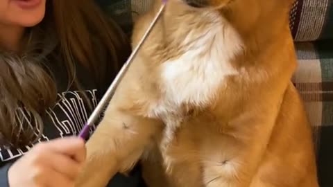 Dogs Hilarious Reaction After owner stopped scratching her with Back Scratcher