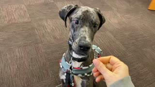 Service Dog: Enthusiastic "Come," Take 2!