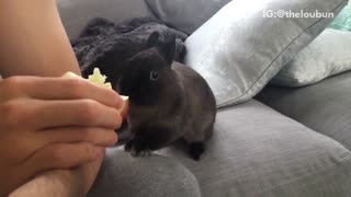 Brown bunny eating food from owners hand in sofa