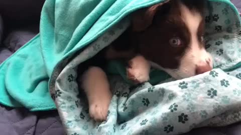 Adorable puppy having a lazy Sunday wrapped in a blanket