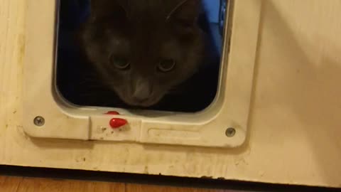 Kitty Scared of Pet Door