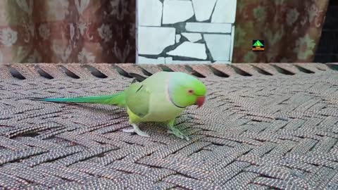 Awesome Talking Parrotp2