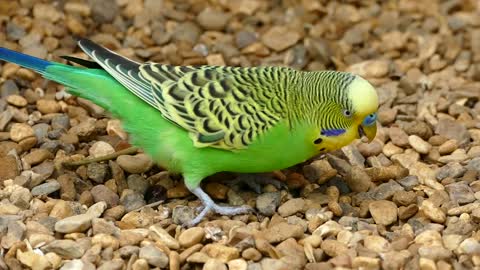 A beautiful bird eats a beautiful canary bird.