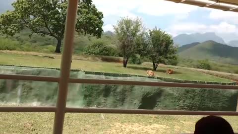 Terrifying Moment Lioness Tries to Attack Screaming Tourists