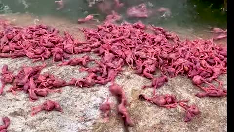 crocodile food