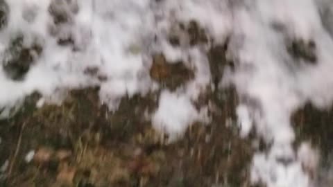 Husky loves his snow