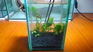 Non -Co2 Betta Fish tank Tutorial