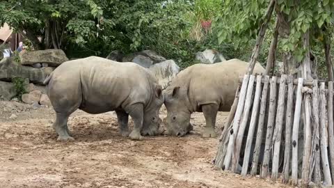 The rhinos fighting