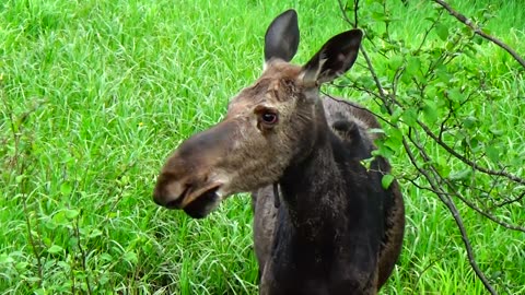 Mudhole Moose