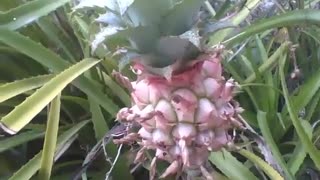 An ornamental pineapple tree is filmed in a small garden, wonderful! [Nature & Animals]