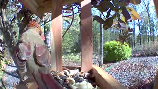 Mrs Cardinal having breakfast