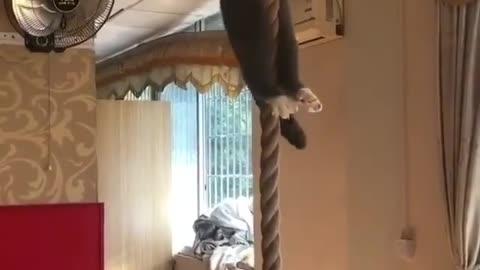 Cat Has Crazyyy Upper Body Strength!