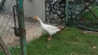 Duck goes after girl filming