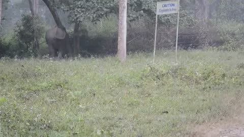 Elephant attack in Nagarahole [SiGator]