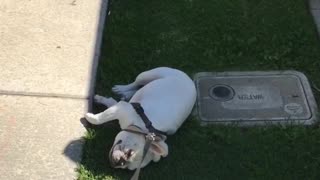 Lazy Frenchie refuses to walk, gets dragged through grass