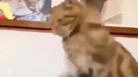 Funny cats fighting 😡😠