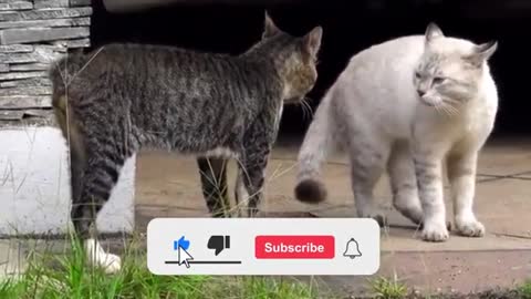 Cat VS Cat | Two Cats Fighting