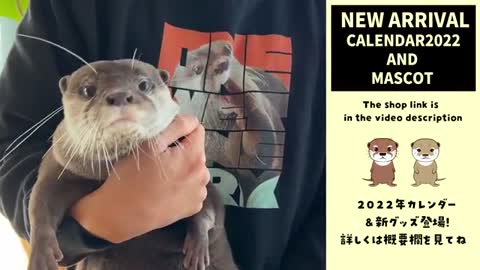 Can otters see optical illusion ?|| Indoor sinkhole