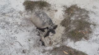 Speedy. The really quick gopher tortoise